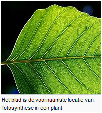 PV-paneel vergeleken met fotosynthese plant